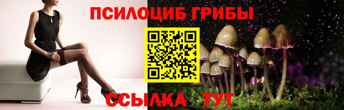 Псилоцибиновые грибы Psilocybe Белогорск